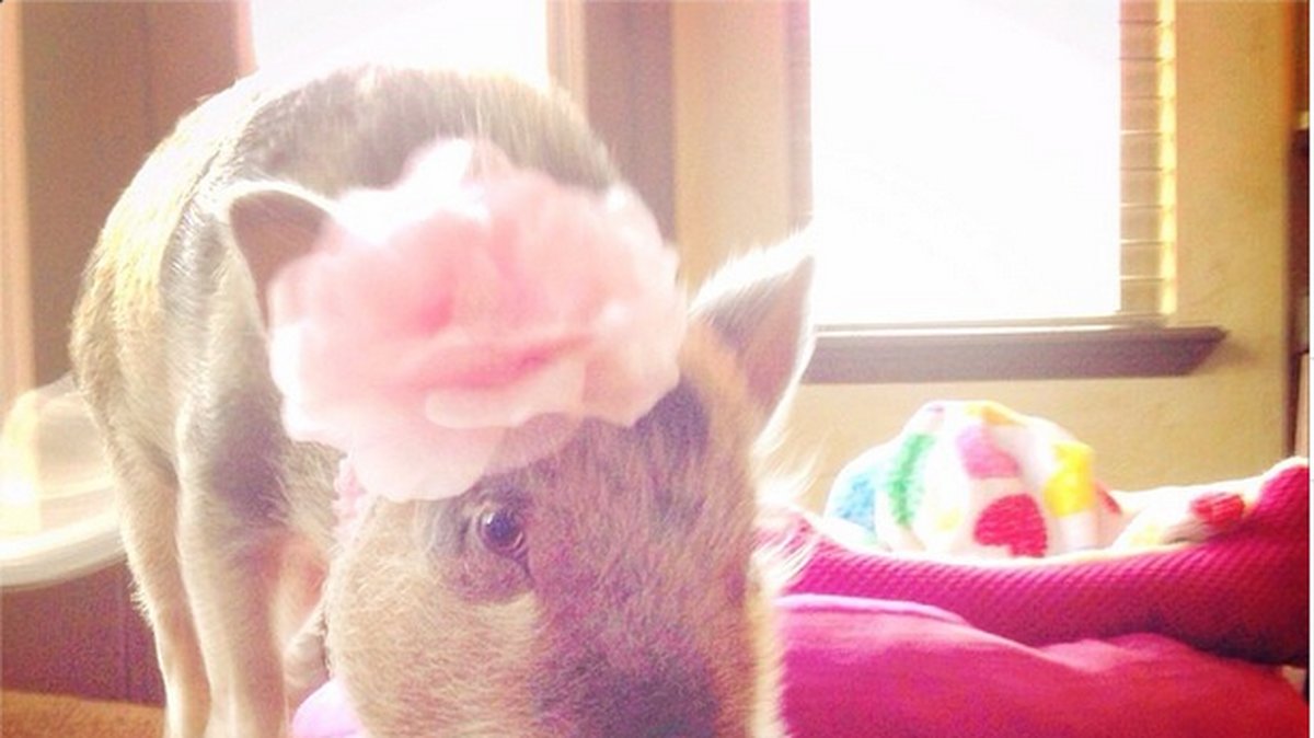Men Instagram älskar den lilla grisen.